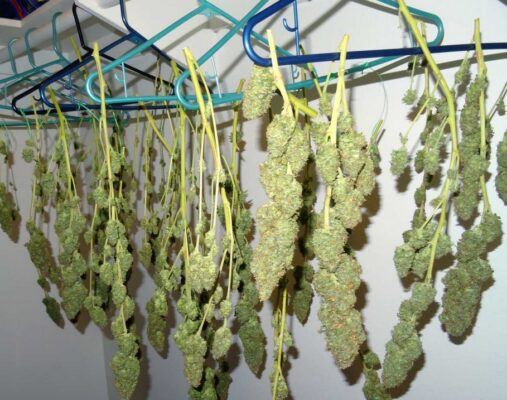 how to dry weed 507x400 - How to Dry Weed