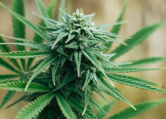 how to grow weed 12 555x400 - How to Grow Weed: Guide for Beginners