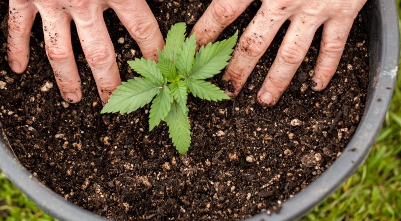how to grow weed 13 - How to Grow Weed: Guide for Beginners