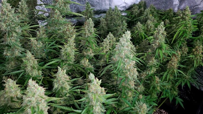 how to grow weed 34 715x400 - How to Grow Weed: Guide for Beginners