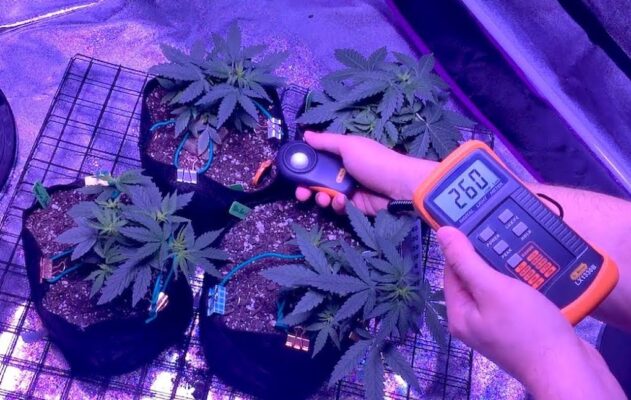 how to improve cannabis yields using a lux meter 3 631x400 - How To Improve Cannabis Yields Using A Lux Meter