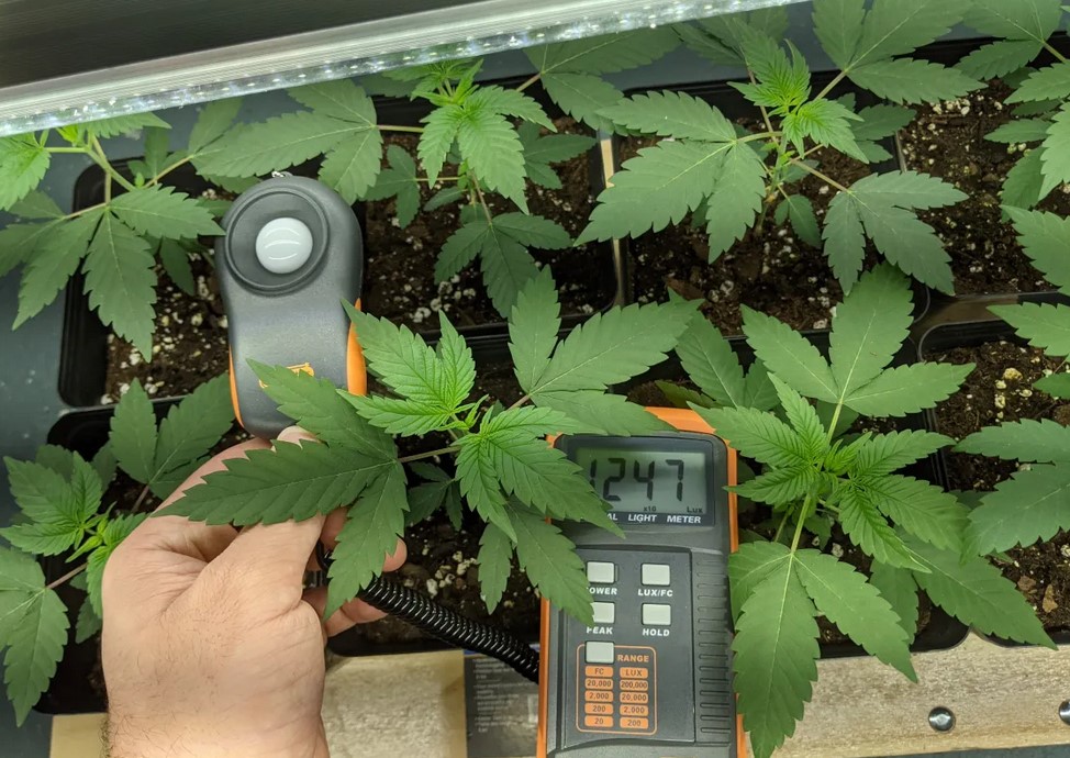 how to improve cannabis yields using a lux meter - How To Improve Cannabis Yields Using A Lux Meter