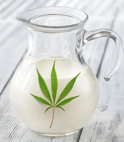 how to make cannabis milk 3 - How to Make Cannabis Milk?