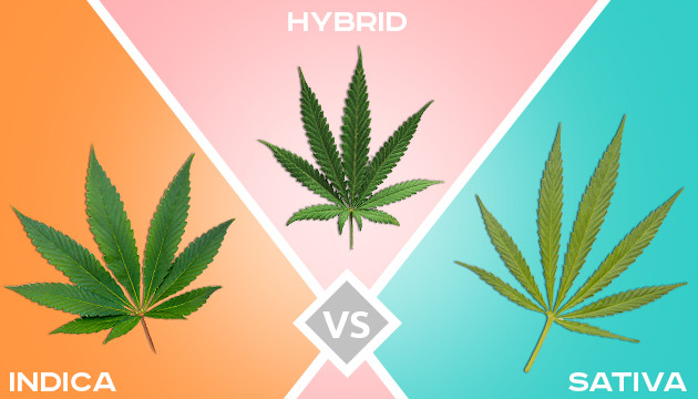 indica vs sativa vs hybrid what you need to know - Indica vs. Sativa vs. Hybrid: What You Need to Know