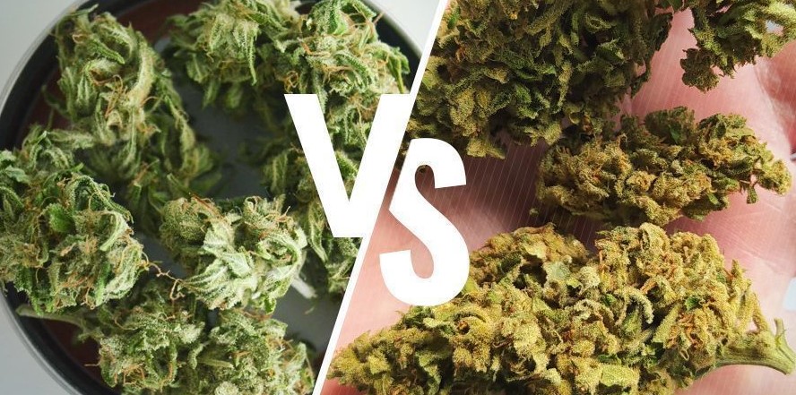 indoor vs outdoor weed - Indoor vs. Outdoor Weed: A Visual Guide