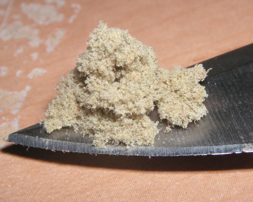 marijuana pollen 34 - Cannabis Pollen