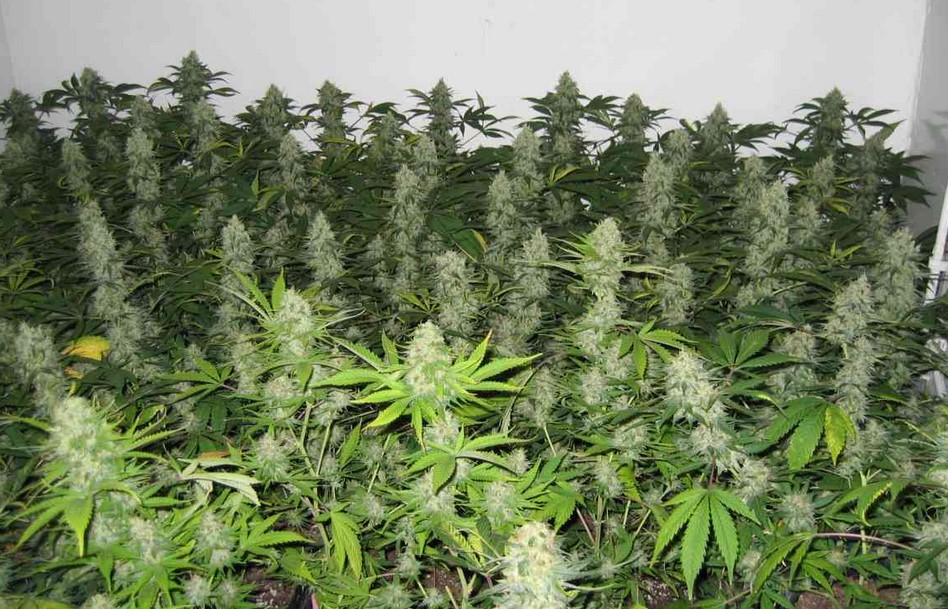 master kush cannabis cultivation guide 4 - Master Kush Cannabis Cultivation Guide