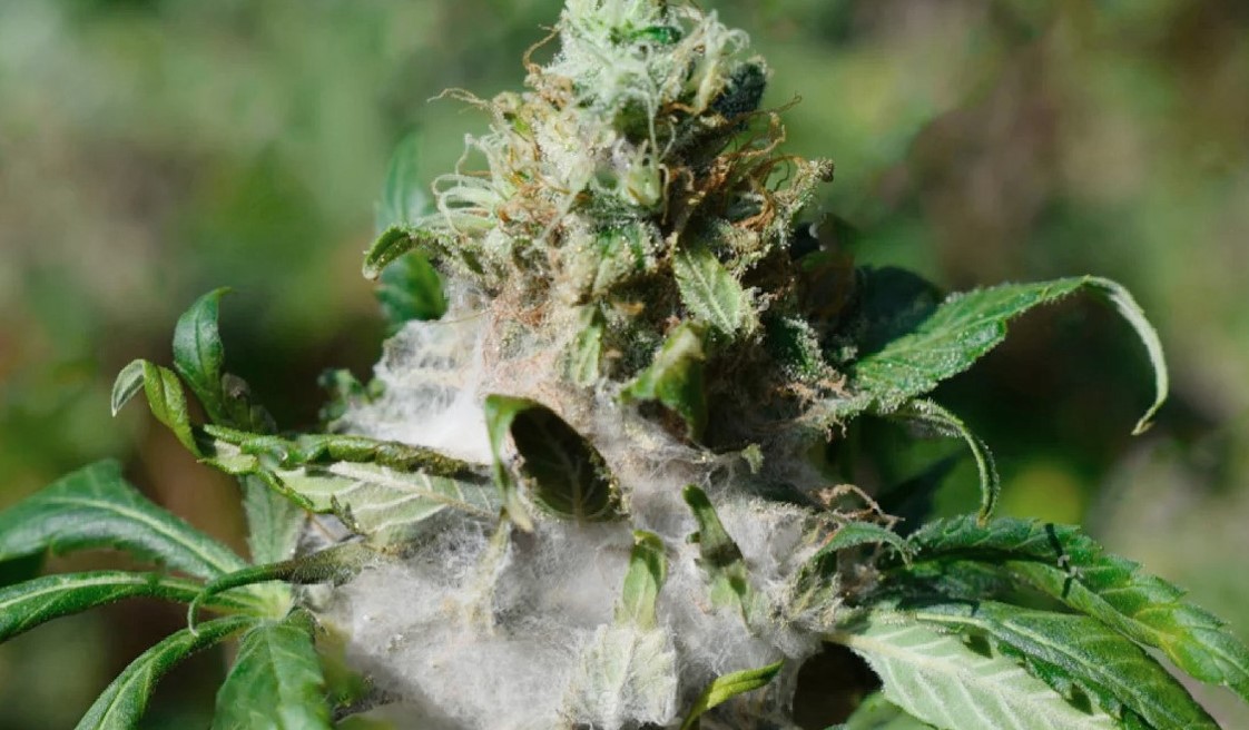 molde weed 12 - The Risks of Smoking Moldy Weed