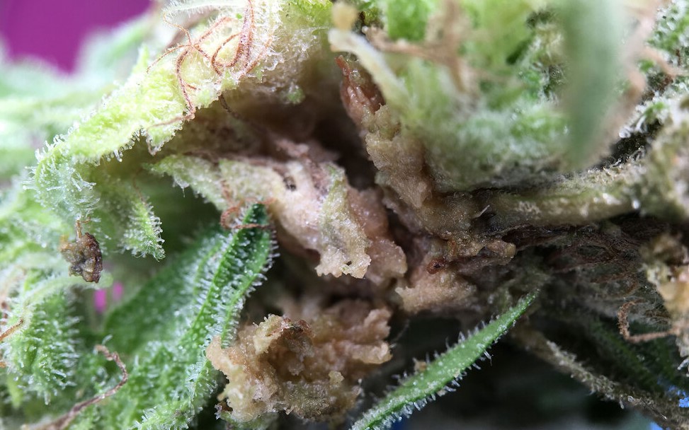 moldy cannabis 11 - What to Do With Moldy Cannabis