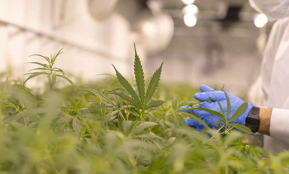 pesticides and marijuana 4 - Pesticides on Weed: Should You Be Concerned?