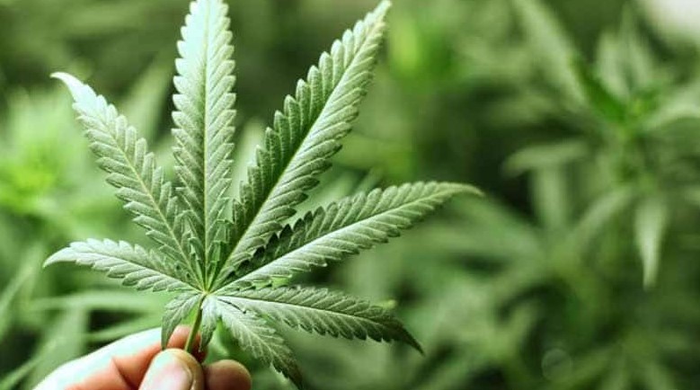 pesticides and marijuana 7 - Pesticides on Weed: Should You Be Concerned?