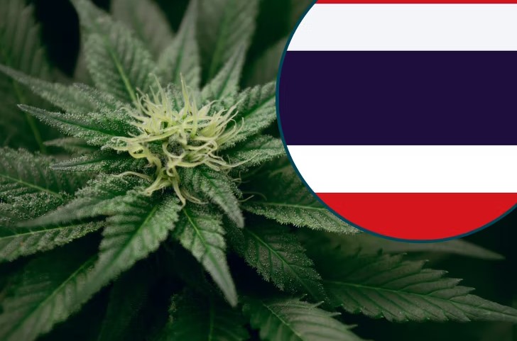 thai weed what travelers need to know 41 - Thai Weed: What Travelers Need To Know