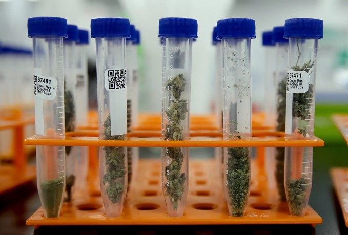 transparent cannabis 2 - Transparent Cannabis: Cannabis Potency Testing
