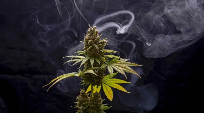 weed growing the 5 most common cannabis mistakes 13 - Cannabis Mistakes: Top Growing Mistakes Made