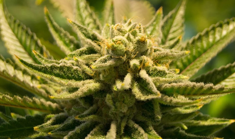 weed growing the 5 most common cannabis mistakes 24 - Cannabis Mistakes: Top Growing Mistakes Made