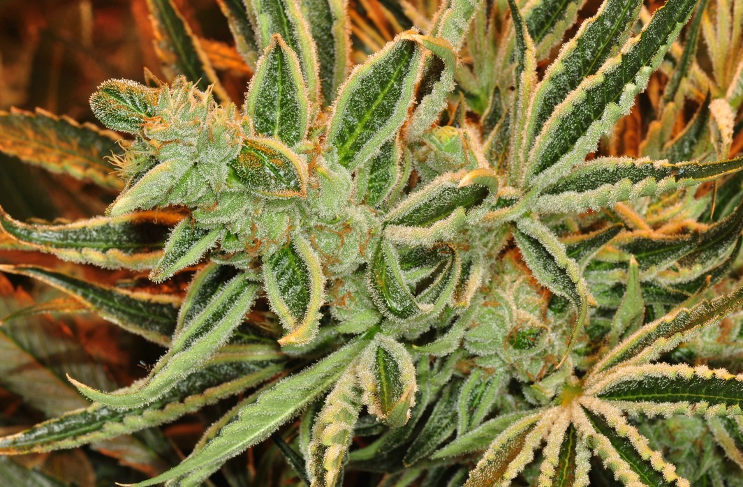 weed growing the 5 most common cannabis mistakes 35 - Cannabis Mistakes: Top Growing Mistakes Made