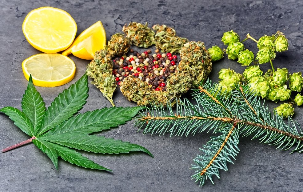 what are cannabis terpenes and what do they do 2 - What are Cannabis Terpenes and What do They Do?