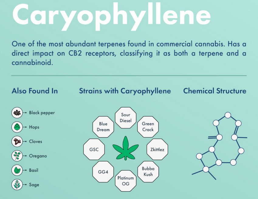 what is сaryophyllene 3 - What is Сaryophyllene?