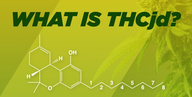 what is thc jd 41 - What Is THC-JD
