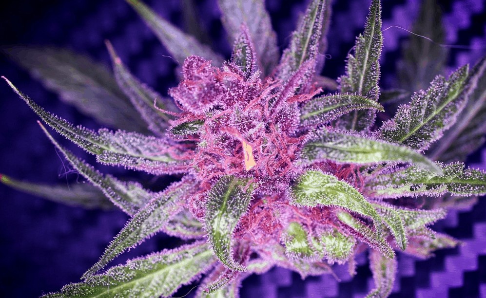whats the deal with purple weed 3 - What’s The Deal With Purple Weed?