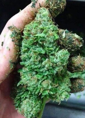 why is weed sticky 2 290x400 - The Benefits of Smoking Sticky Weed